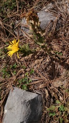 Grindelia greenmanii