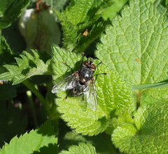 Blepharipa pratensis