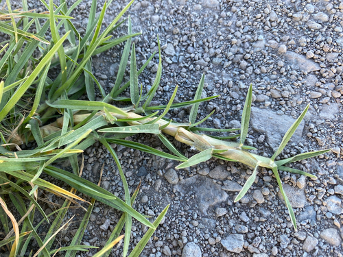 Cenchrus clandestinus observed 2026-07-29