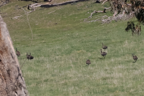 Emu