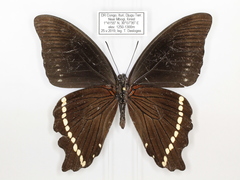 Papilio chrapkowskii