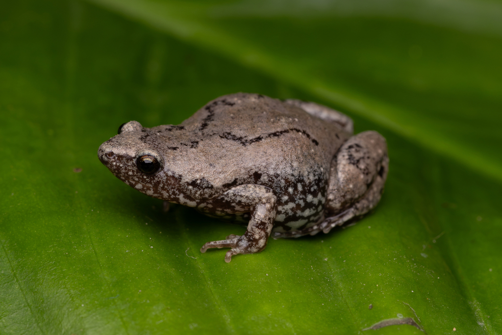 Elegant Narrow-mouthed Toad