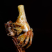 Conical Trashline Orbweaver - Photo (c) Meghan Cassidy, some rights reserved (CC BY-SA), uploaded by Meghan Cassidy