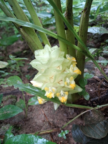 Curcuma rangsimae