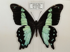 Papilio chrapkowskii