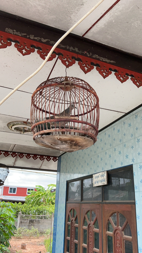 Spotted Dove