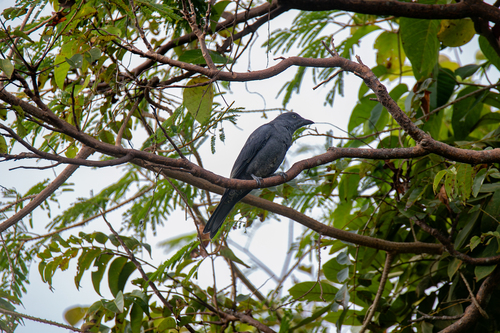 Coracina striata observed 2026-07-24