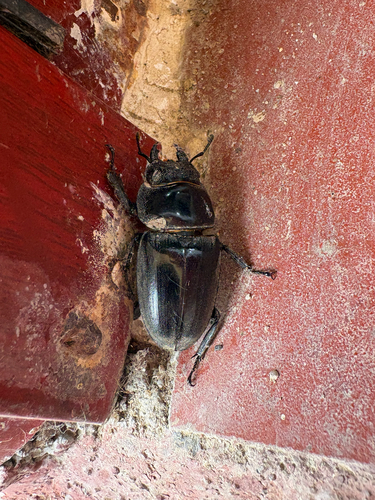 Serrognathus titanus platymelus