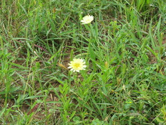 Pyrrhopappus pauciflorus