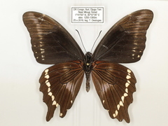 Papilio chrapkowskii