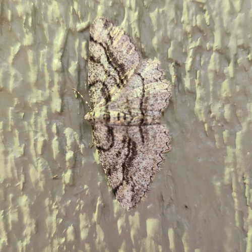 Brown-lined Looper photo 4