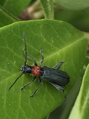 Callimus ruficollis
