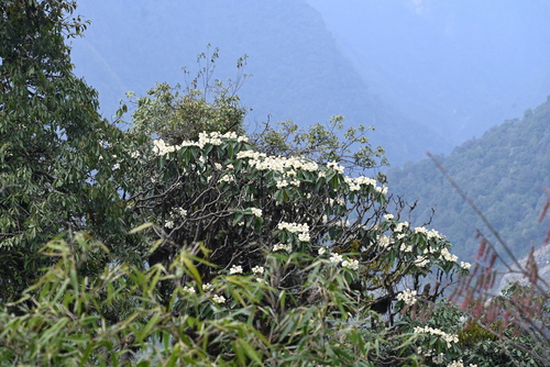 Rhododendron grande