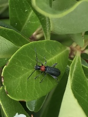 Callimus ruficollis