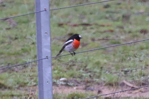Scarlet Robin