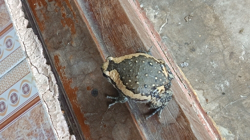 Asian Painted Frog