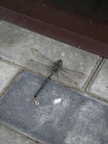 Sedge Darner