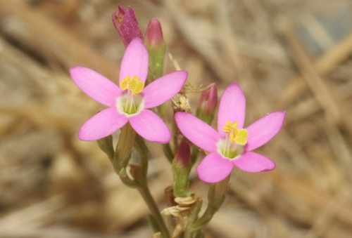 Slender Centaury
