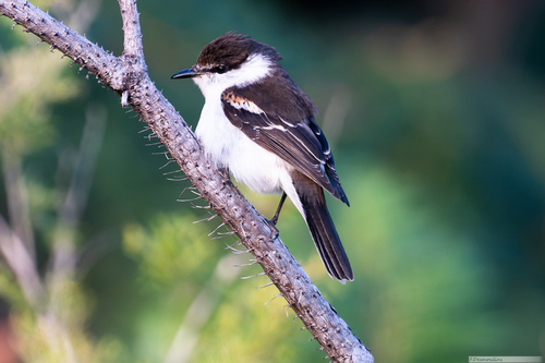 Lalage leucopyga observed 2026-07-27