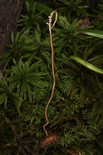 Pleurocordyceps