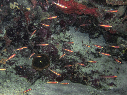 King dwarfgoby (Eviota raja) — Gobiidae — 3