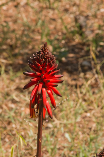 Aloe ukambensis