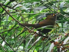 Liocichla steerii