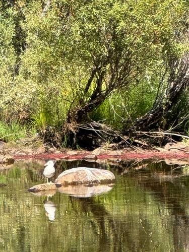 iNaturalist observation photo of Gulls