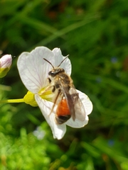 Andrena labiata