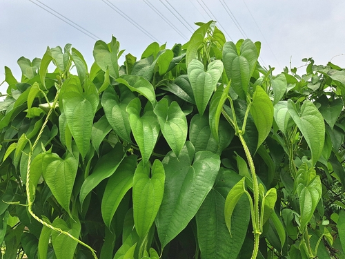 Dioscorea alata, photograph 3