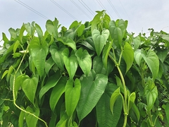 Dioscorea alata, photograph (c) vrxz, some rights reserved (CC BY-SA)