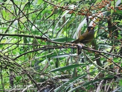 Liocichla steerii