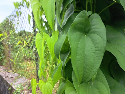 Dioscorea alata, photograph 4