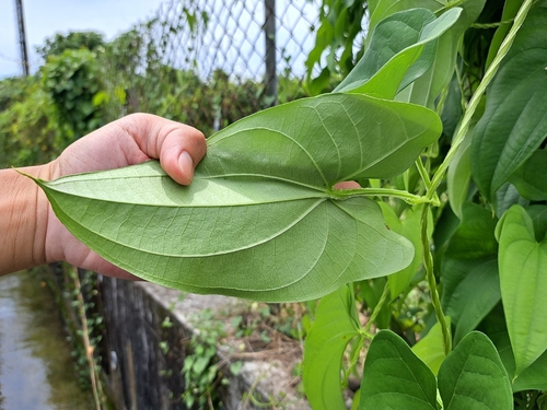 Dioscorea alata, photograph 5
