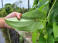 Dioscorea alata, photograph (c) vrxz, some rights reserved (CC BY-SA)