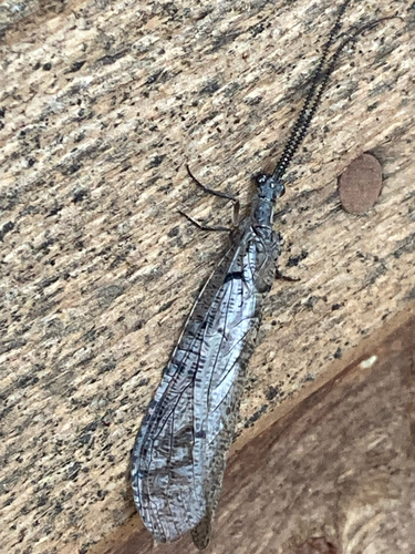 Neohermes californicus