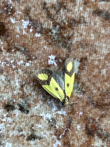 Knapweed Root Moth