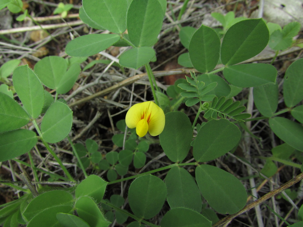 Arachis dardani