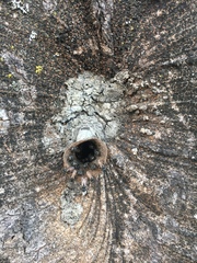 Scaptotrigona postica