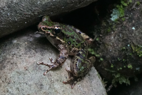 Tianmu Sharp-nosed Frog