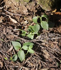 Goodyera schlechtendaliana