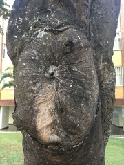 Scaptotrigona postica