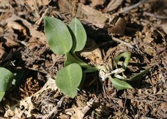 Goodyera schlechtendaliana
