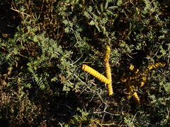 Prosopis strombulifera
