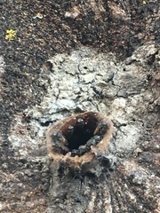 Scaptotrigona postica