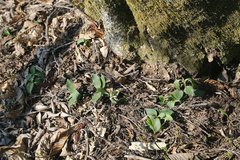 Goodyera schlechtendaliana