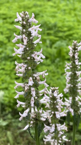 common hedge-nettle