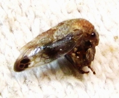 Ophiderma pubescens