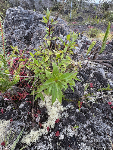 Ageratina riparia observed 2026-07-29