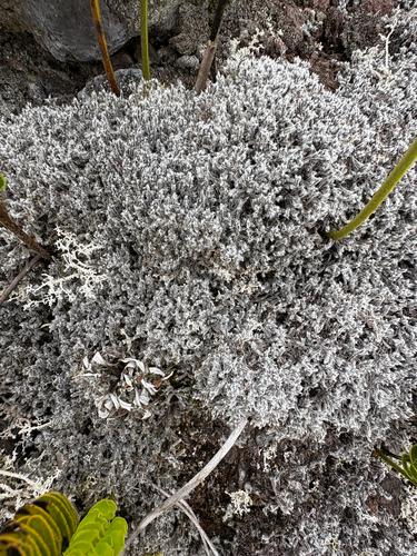 Racomitrium, 2026-07-29